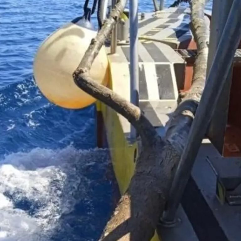 Baleares retira 7,6 toneladas de residuos del mar en un solo mes, Ecolmare